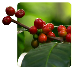 Coffee Berries