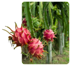 Dragon Fruit