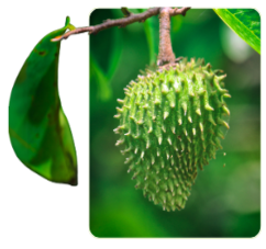 Soursop Fruit