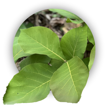 Teak Leaves