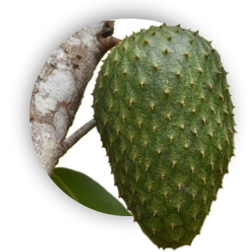 Fruta de guanábana